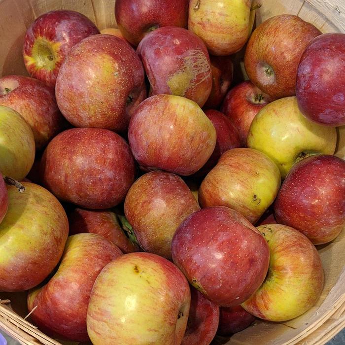 Cortland Apple - Malus 'Cortland' from R&D Wholesale Nursery