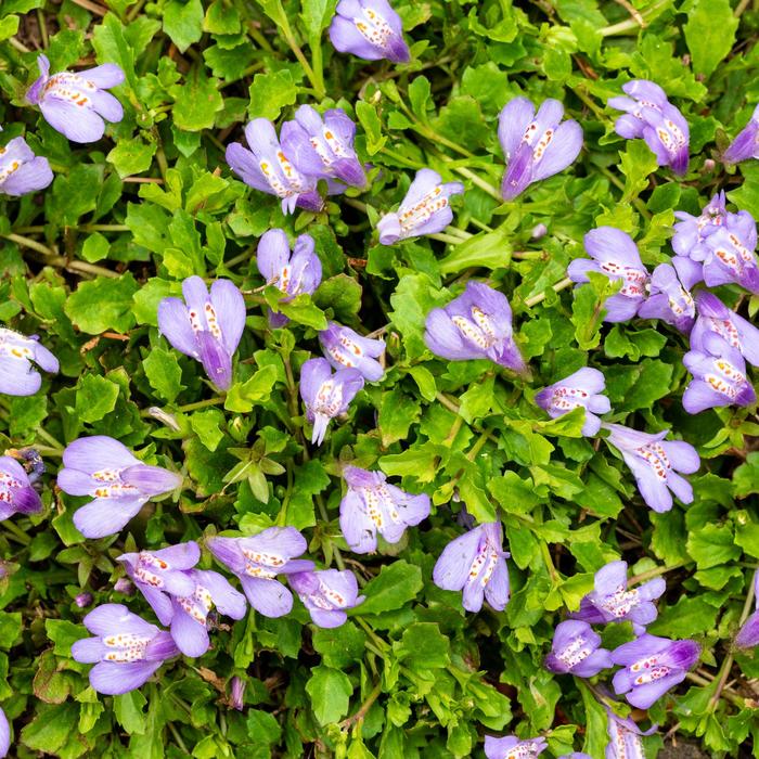 Mazus - Mazus reptans from R&D Wholesale Nursery