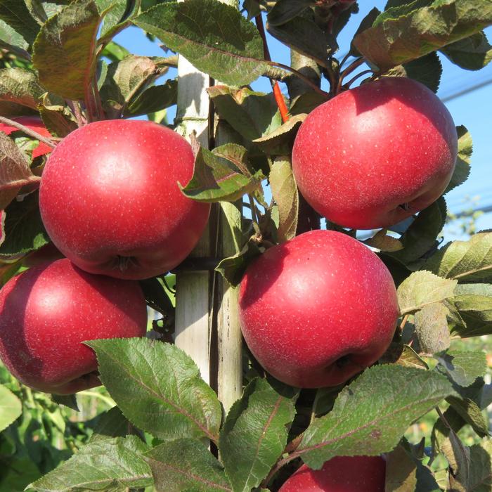 Fruit Snacks&reg; All Red&trade; - Malus (Apple) from R&D Wholesale Nursery