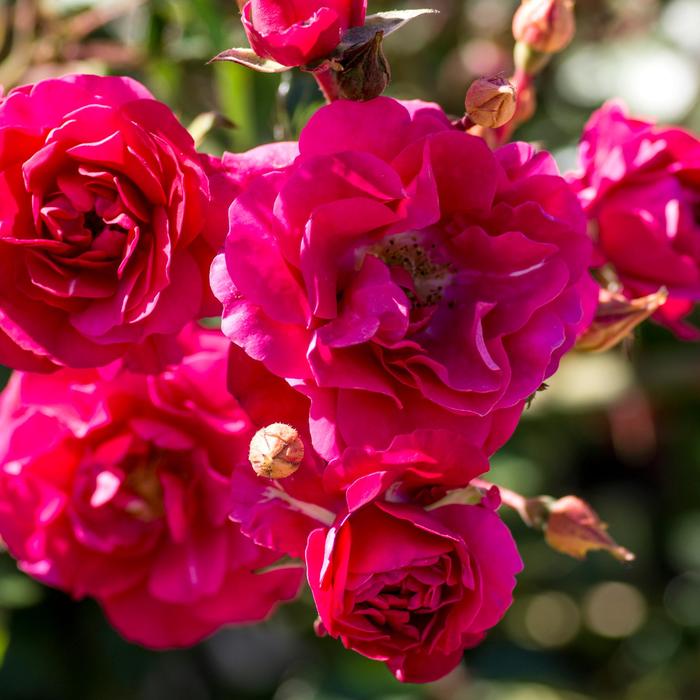 Fire Meidiland&reg; Rose - Rosa 'Meipsidue' from R&D Wholesale Nursery