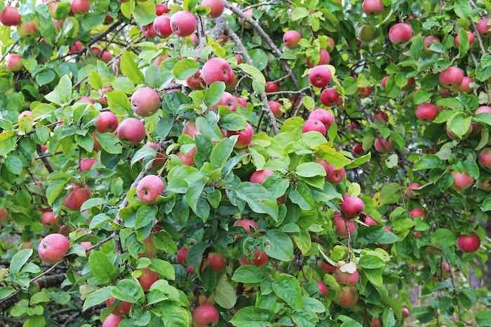 Wealthy Apple - Malus Weathly from R&D Wholesale Nursery