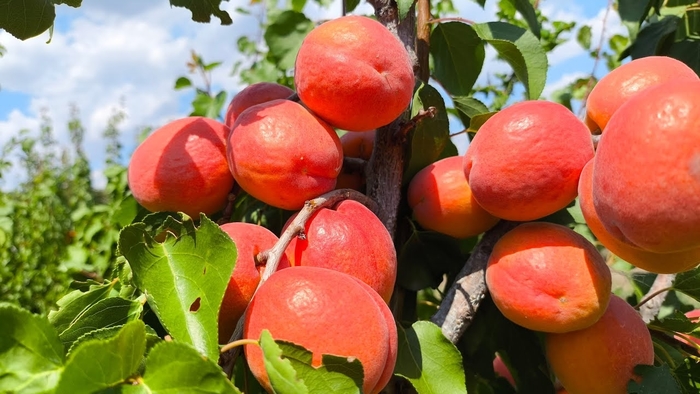 Anegat Apricot - Prunus Anegat from R&D Wholesale Nursery