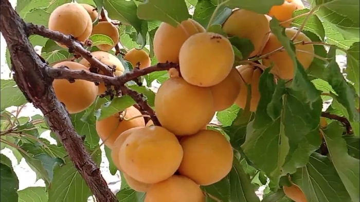 Gilgat Apricot - Prunus Gilgat from R&D Wholesale Nursery