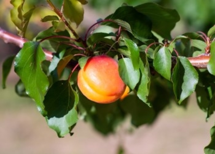 Aristocot Apricot - Prunus Aristocot from R&D Wholesale Nursery