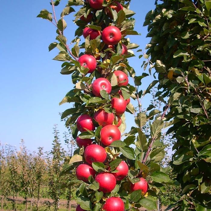 Fruit Snack 3 in 1 Apple Tree - Malus Fruit Snack 3 in 1 from R&D Wholesale Nursery