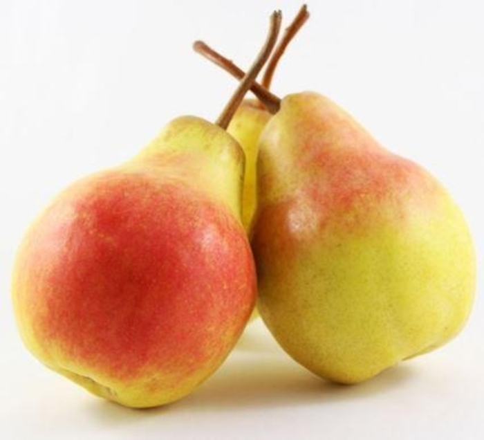 3-in-1 Fruiting Pear - Pyrus from R&D Wholesale Nursery
