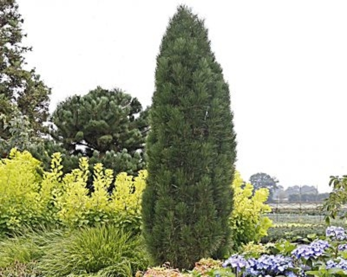 Green Tower Pine - Pinus Nigra Green Tower from R&D Wholesale Nursery