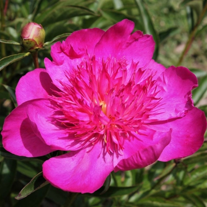 Easy Lavender Peony - Paeonia lactiflora Easy Lavender from R&D Wholesale Nursery