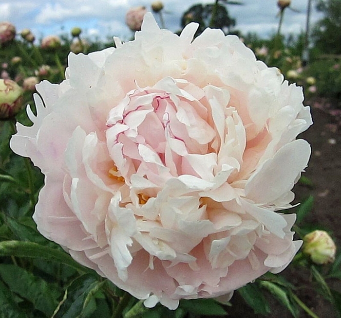 Frances Willard Peony - Paeonia lactiflora Frances Willard from R&D Wholesale Nursery