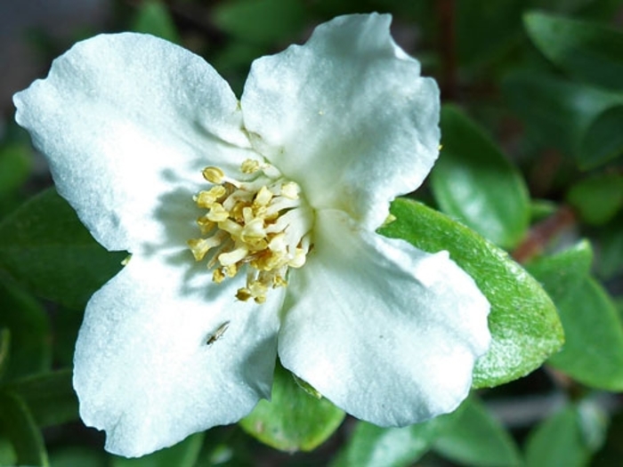 Littleleaf Mockorange - Philadelphus microphyllus from R&D Wholesale Nursery
