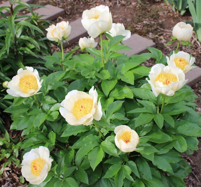 'Silver Dawn' Peony - Paeonia from R&D Wholesale Nursery