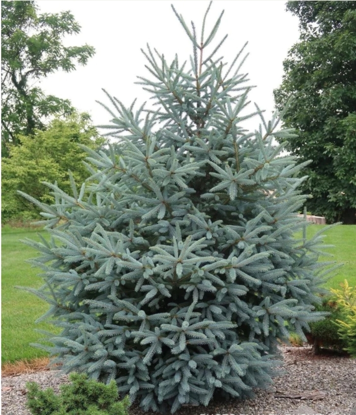 Whiskey Blue Hills Spruce - Picea glauca 'Whiskey Blue Hills' from R&D Wholesale Nursery