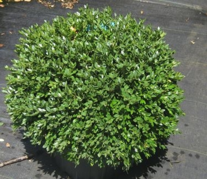 Green Velvet Boxwood - Buxus from R&D Wholesale Nursery