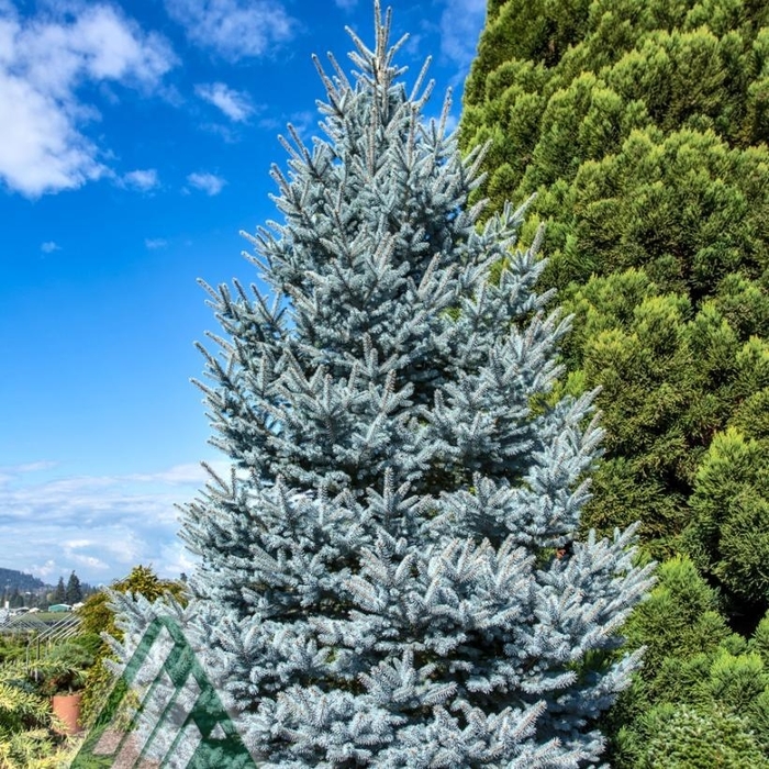 'Bonny Blue' Colorado Spruce - Picea pungens from R&D Wholesale Nursery