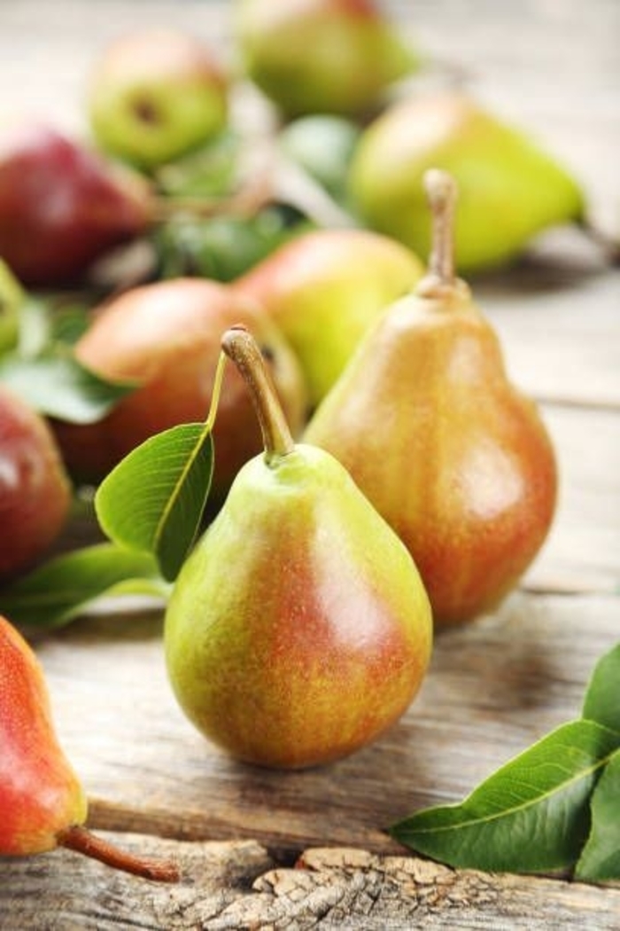 4-in-1 Fruiting Pear - Pyrus from R&D Wholesale Nursery