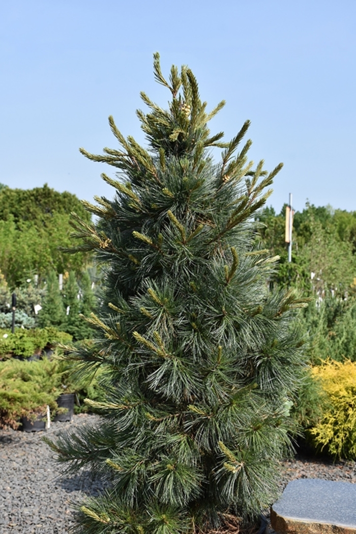 'Northern Blue' Limber Pine - Pinus flexilis from R&D Wholesale Nursery