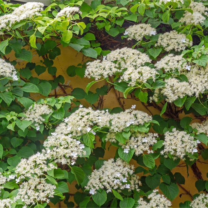 Climbing Hydrangea - Hydrangea anomala from R&D Wholesale Nursery