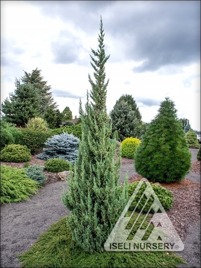 'Trautman' Juniper - Juniperus chinensis from R&D Wholesale Nursery
