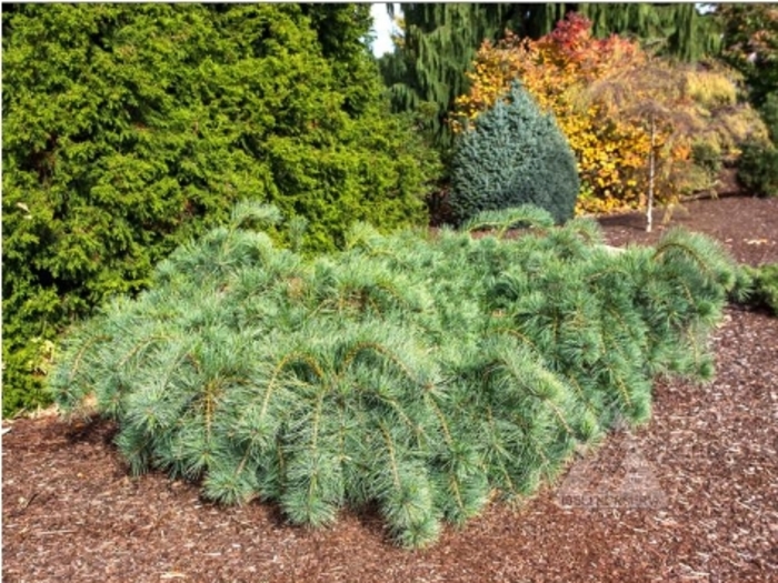 Ground Hugger White Pine - Pinus strobus 'Ground Hugger' from R&D Wholesale Nursery