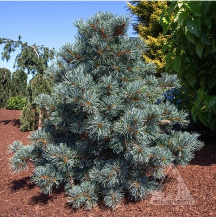 Blue Angel Japanese White Pine - Pinus parviflora 'Blauer Engel' from R&D Wholesale Nursery