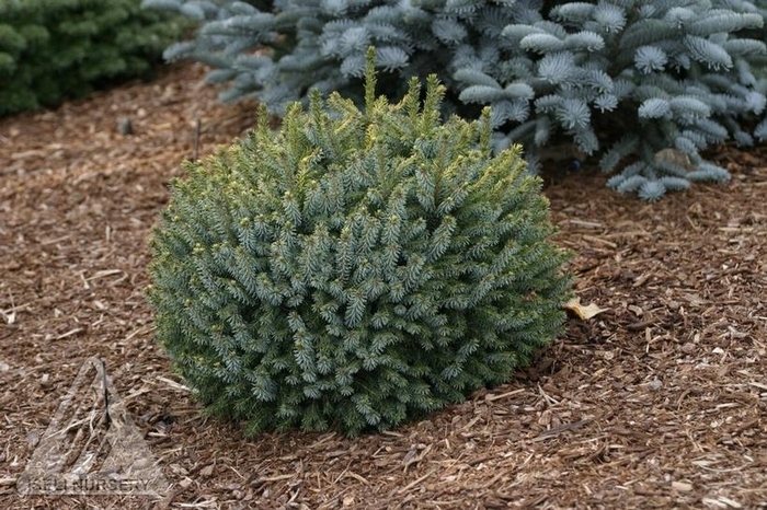 'Nana' Dwarf Serbian Spruce - Picea omorika from R&D Wholesale Nursery