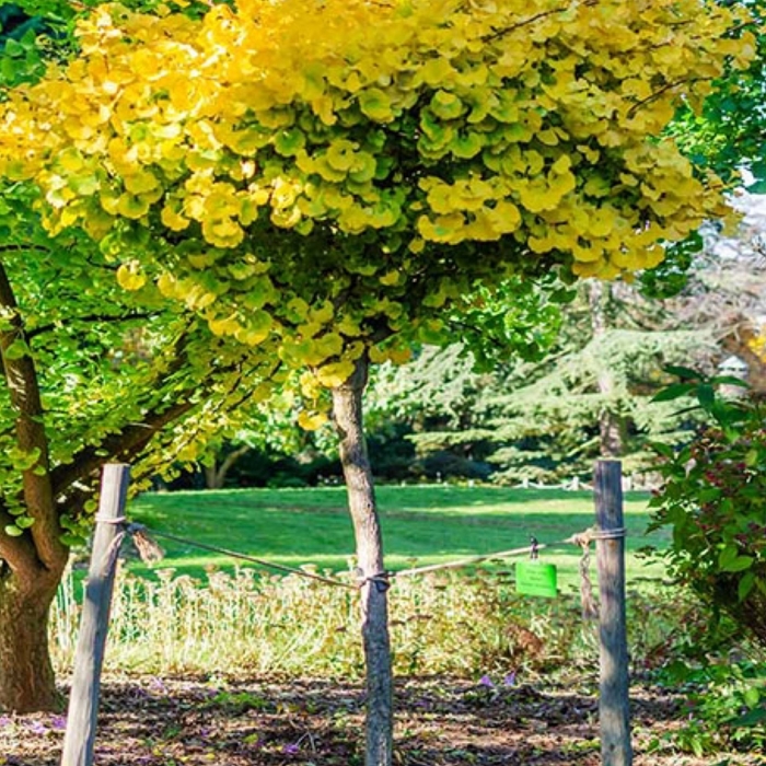 'Mariken' Ginkgo Tree - Ginkgo biloba from R&D Wholesale Nursery