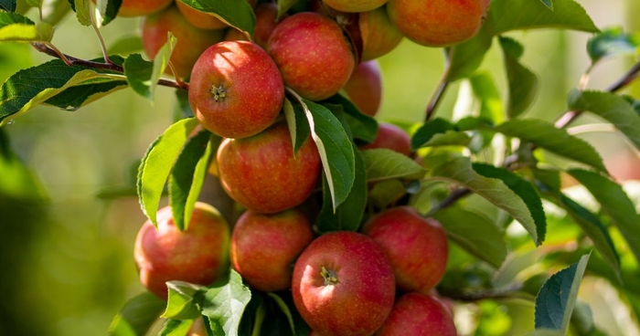 'Scarlet Sentinel&trade;' Apple - Malus domestica from R&D Wholesale Nursery