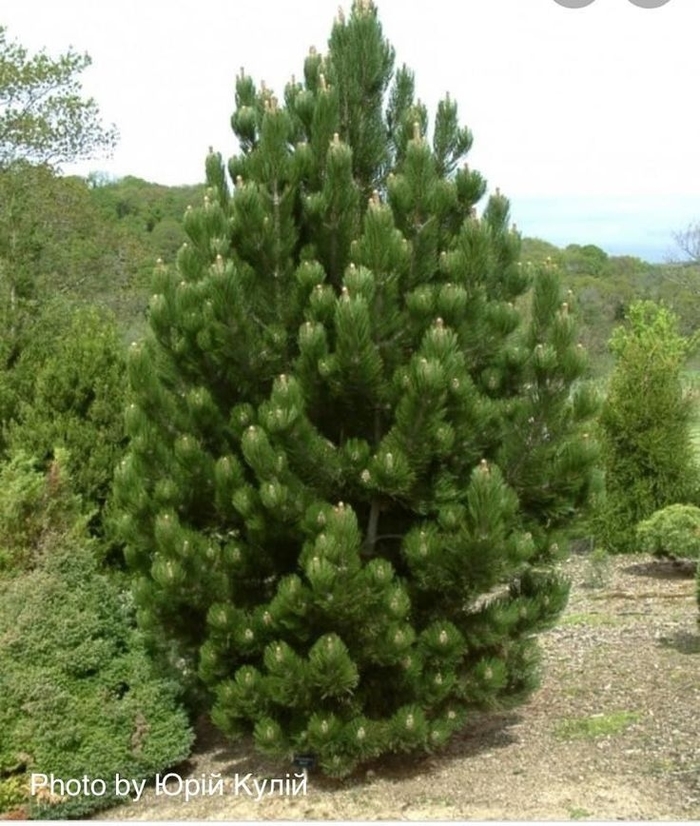 'Satellite' Bosnian Pine - Pinus heldreichii (leucodermis) from R&D Wholesale Nursery