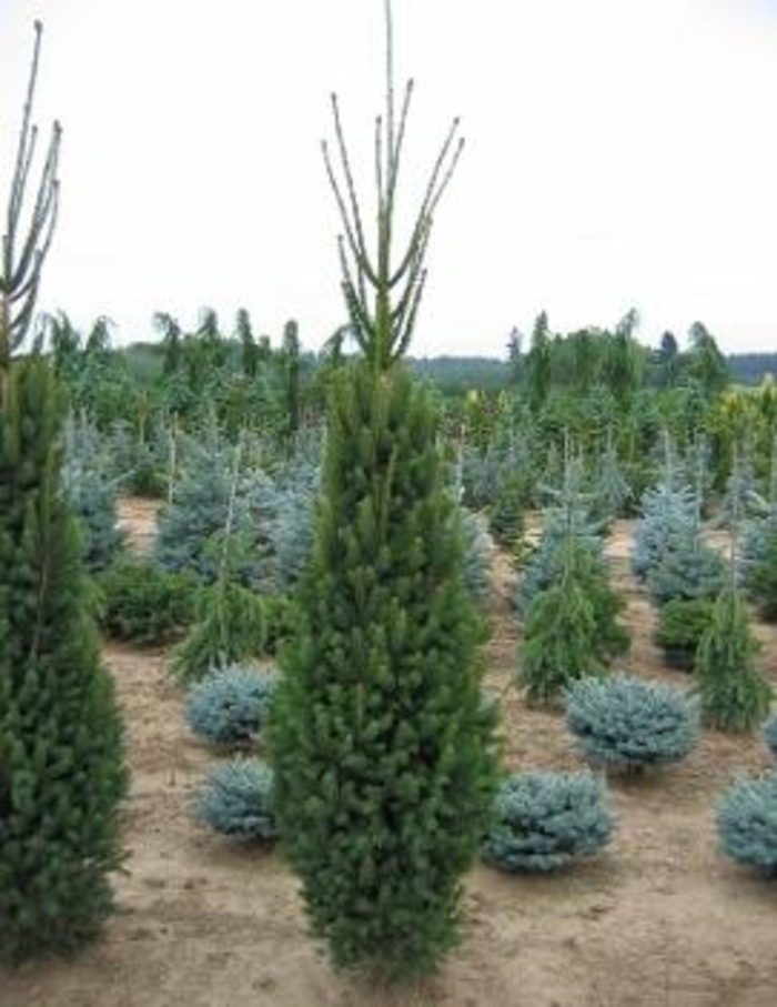 'Montrose Spire' White Spruce - Picea glauca from R&D Wholesale Nursery