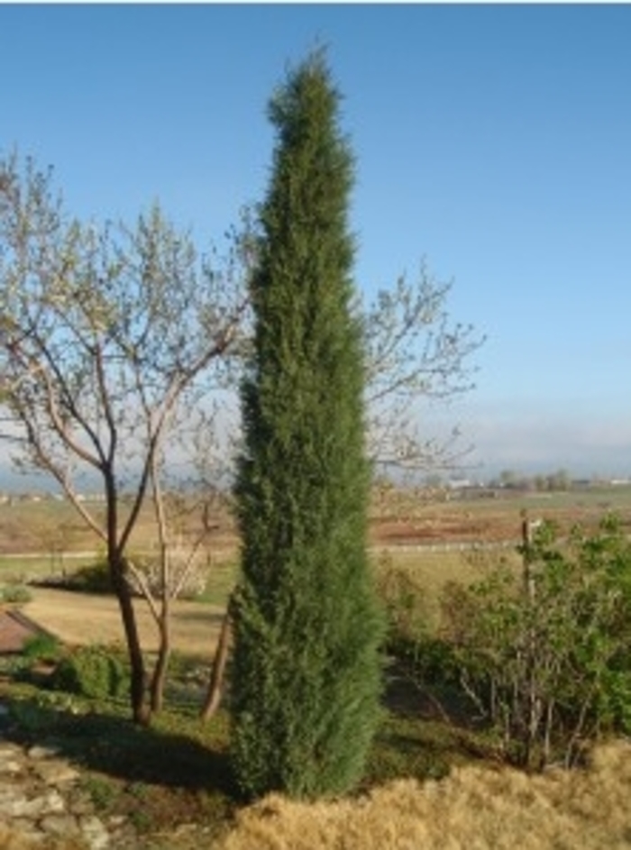 Woodward Juniper - Juniperus scopulorum 'Woodward.' from R&D Wholesale Nursery