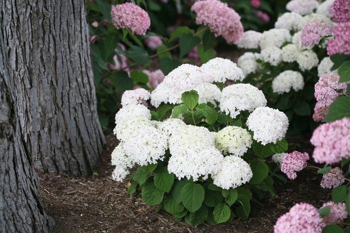 Invincibelle Wee White Hydrangea - Hydrangea arborescens 'Wee White.' from R&D Wholesale Nursery