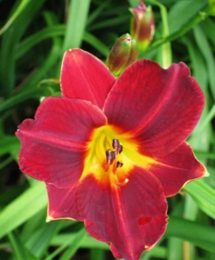 Garnet Daylily - Hemerocallis 'Garnet' from R&D Wholesale Nursery