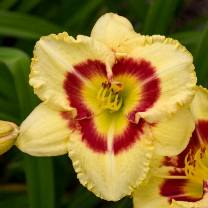 Monterey Jack Daylily - Hemerocallis 'Monterey Jack' from R&D Wholesale Nursery