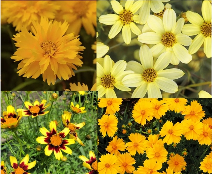 Assorted Coreopsis - Coreopsis from R&D Wholesale Nursery