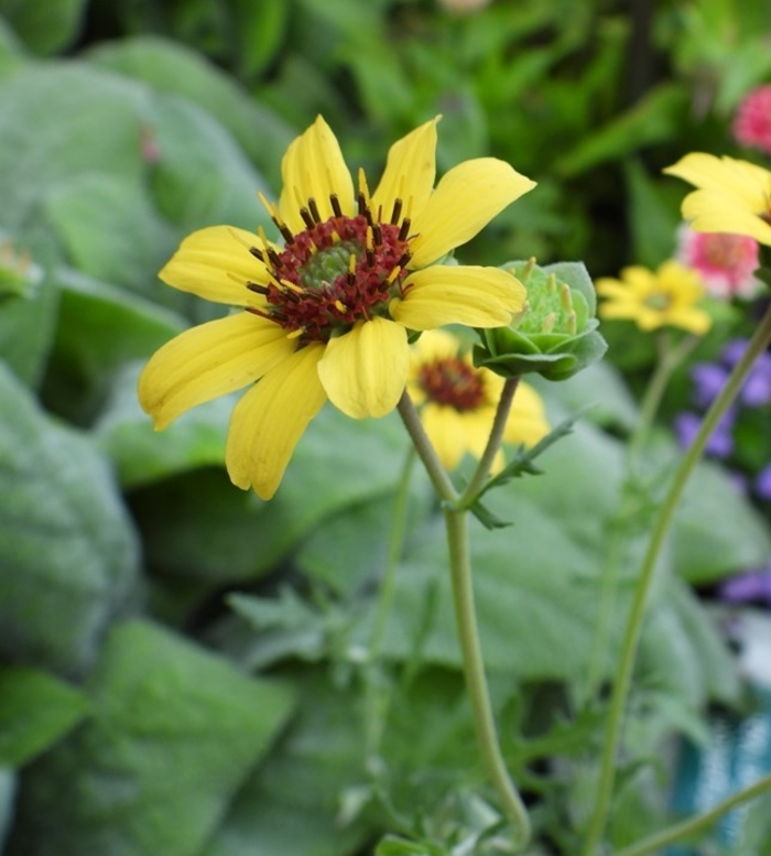 Chocolate Flower - Berlandiera lyrata from R&D Wholesale Nursery