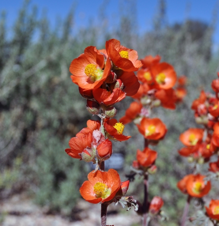 Gooseberry Leaf Globe Mallow - Sphaeralcea grossulariifolia from R&D Wholesale Nursery