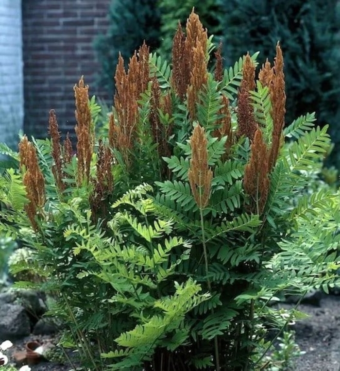 'Purpurescens' Royal Fern - Osmunda regalis from R&D Wholesale Nursery