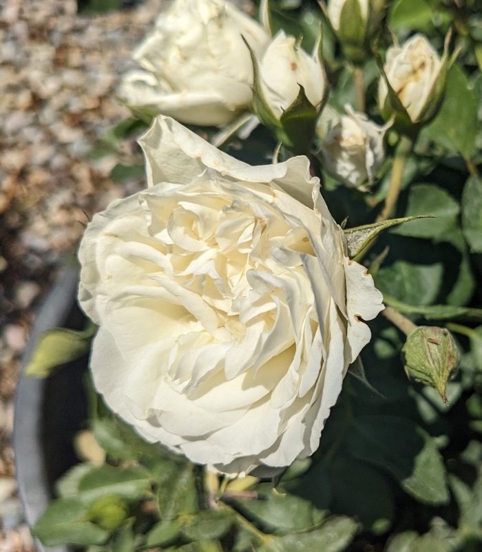 White Meidiland Rose - Rosa 'White Meidiland' from R&D Wholesale Nursery