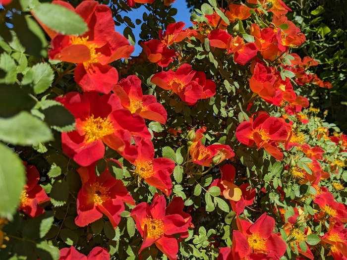 Austrian Copper Bicolor Rose - Rosa foetida 'Bicolor' from R&D Wholesale Nursery