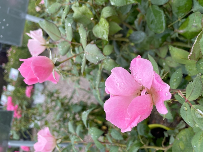 Blushing Knockout Rose - Rosa 'Radyod' from R&D Wholesale Nursery