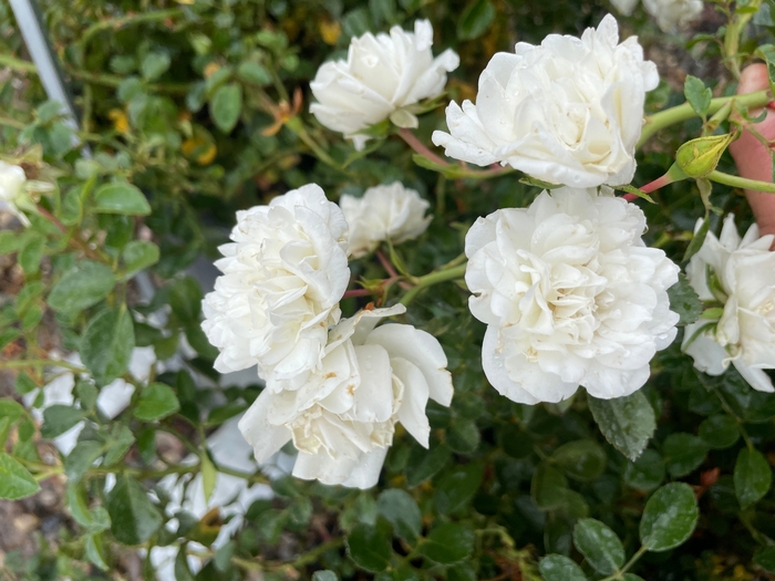 'Sea Foam' Groundcover Rose - Rosa from R&D Wholesale Nursery