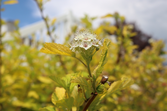 Dart's Gold Ninebark - Physocarpus opulifolius from R&D Wholesale Nursery
