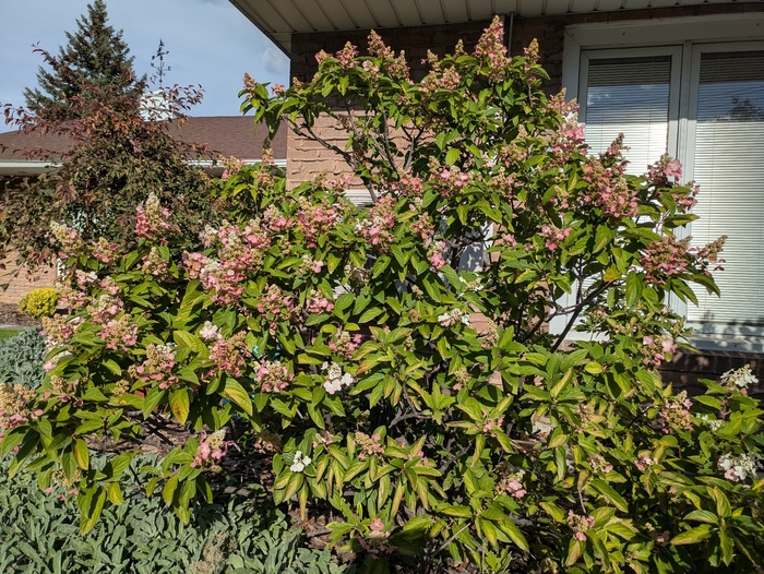 Pinky Winky Hydrangea - Hydrangea paniculata 'Pinky Winky' from R&D Wholesale Nursery