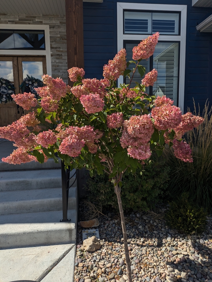 Firelight Hydrangea Tree Form - Hydrangea paniculata ''Firelight' Tree Form' from R&D Wholesale Nursery